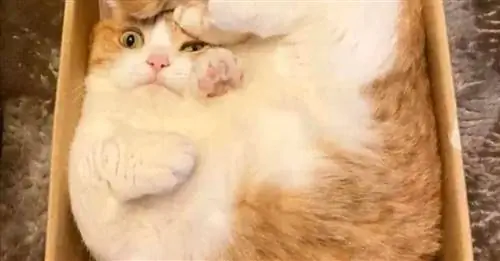 17 кошек, для которых общественная жизнь во время самоизоляции пробудила безумие, которое жило в них