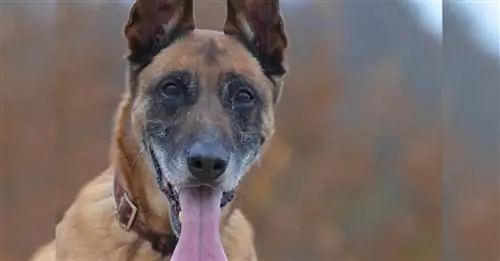 Бельгийские овчарки в центре внимания на турнире Hero Dogs Trophy