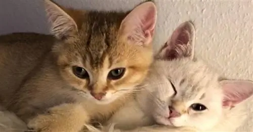 18 собак и кошек, у которых со временем появились не только морщины