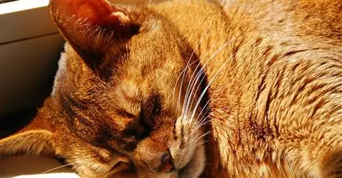 10 лучших кошек, которые хорошо ладят с собаками