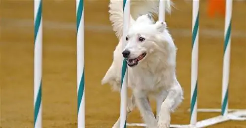 Охотник: бывшая бездомная собака стала животным-терапевтом и конкурентом