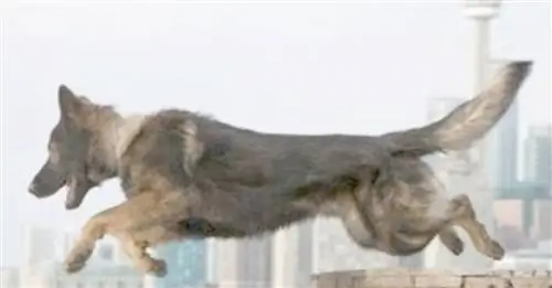 Канада: Полицейская собака, на которую напали с мачете, медленно восстанавливается после травм