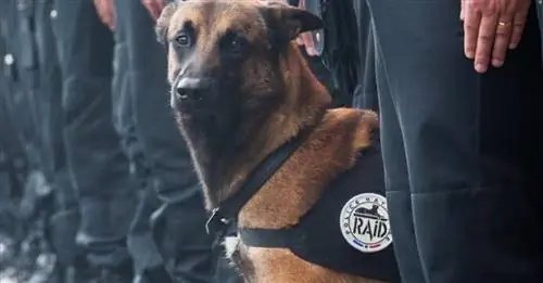 Скоро ли собака Raid Diesel будет похоронена на собачьем кладбище Аньер?