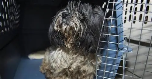 Канадская ассоциация защиты животных (SCPA) забрала 41 собаку у недобросовестного заводчика