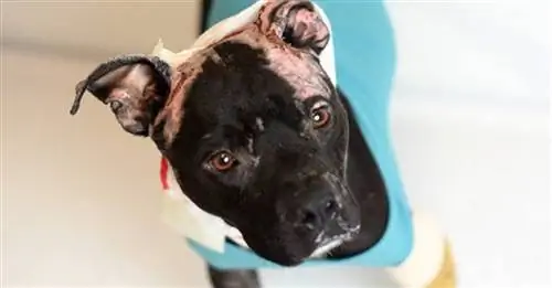 Они нашли своего Питбуля по телевизору, когда думали, что он мертв