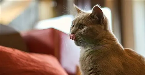Royal Canin радует кошачьих чувств новой линейкой влажных кормов Sensory