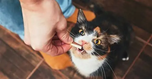 Кормление вашей кошки в Raw Feeding