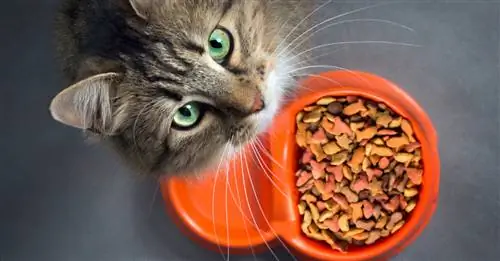 Кормление домашней кошки