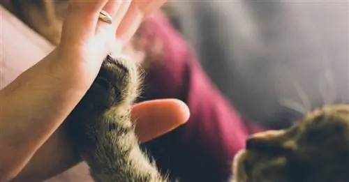 Прибытие малыша и кота
