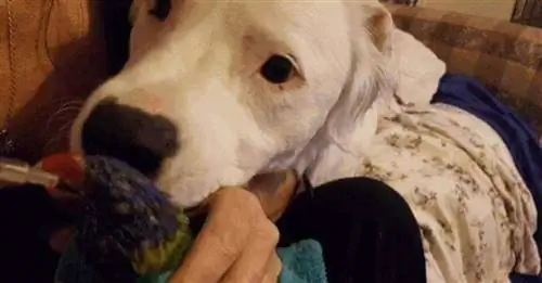 Эта собака, с которой жизнь не была добра, утешает животных, попавших в беду