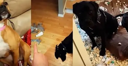 Эти собаки натворили глупостей, о которых, кажется, сожалеют (видео)