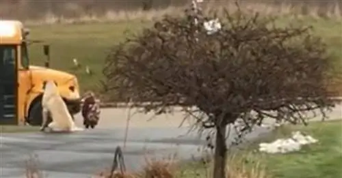 Обеспокоенный отъездом своей юной хозяйки, этот пес присматривает за ней до прибытия его школьного автобуса