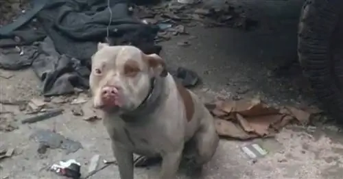 Питбуль, освобожденный от цепи, и его бывший владелец