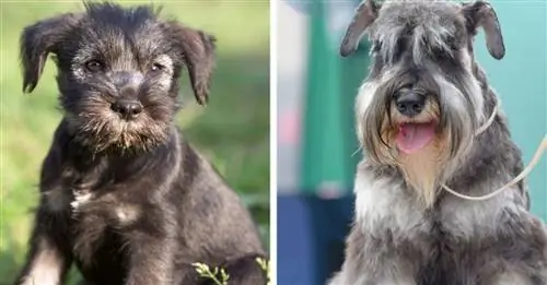 18 фото щенков, которые стали великолепными собаками