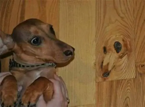 Image Image