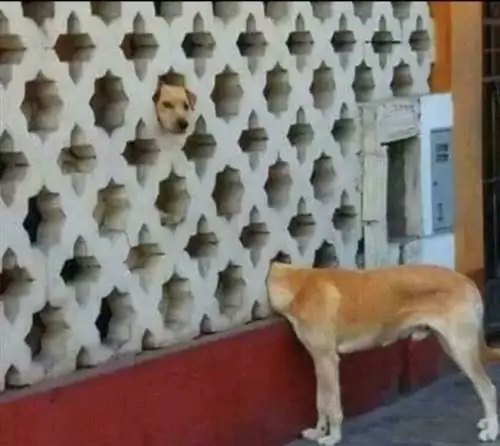 Image Image