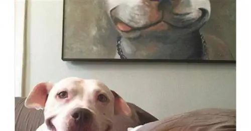 13 фото, иллюстрирующих любовь хозяина к своей собаке