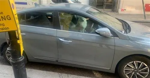 Власти эвакуировали собаку из седана в самый жаркий день года