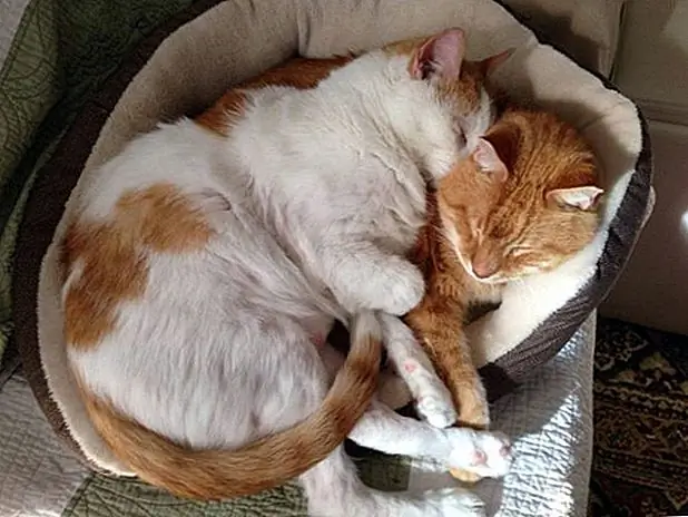 кредит: mojo.the.cat