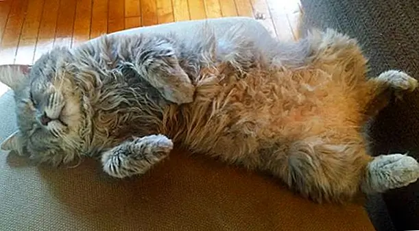 Недавно принятые старшие кошки, которые растают ваше свободное сердце