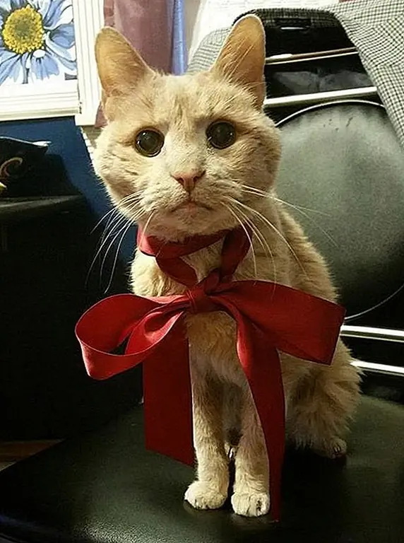 кредит: история Тигра