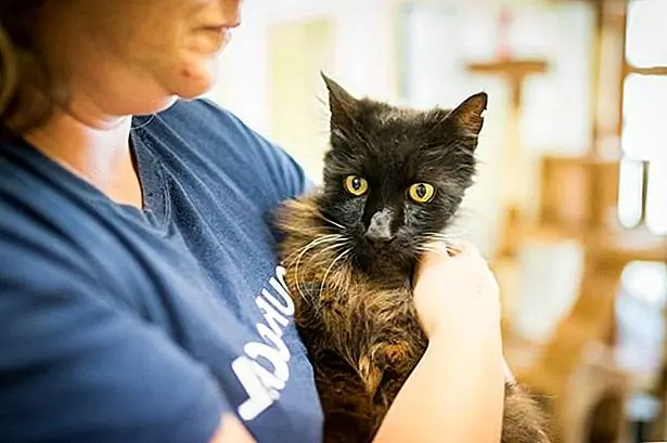 кредит: питомник RSPCA Southall