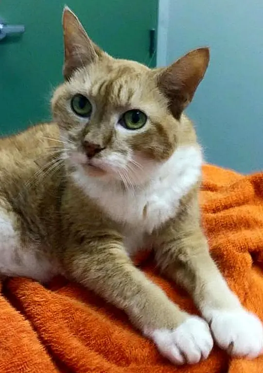 кредит: Большие сердца для спасения больших собак