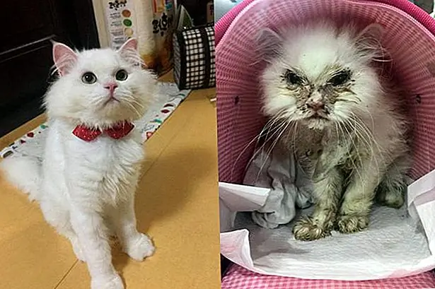 кредит: Jon Snow Kitty Обновления