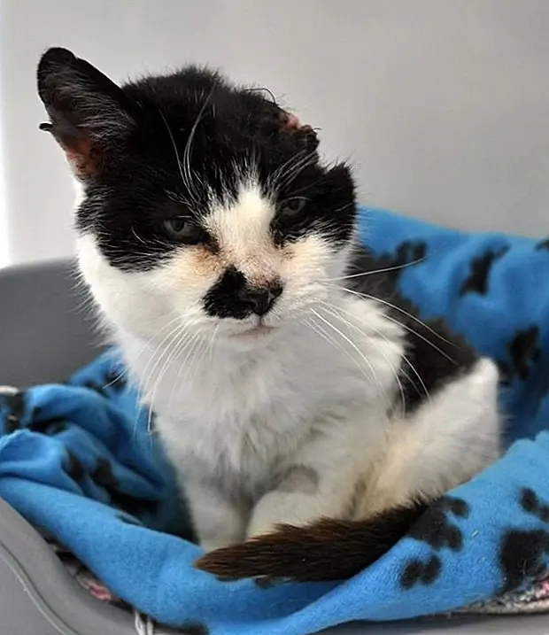 кредит: Холли, наполовину возглавляемая кошка