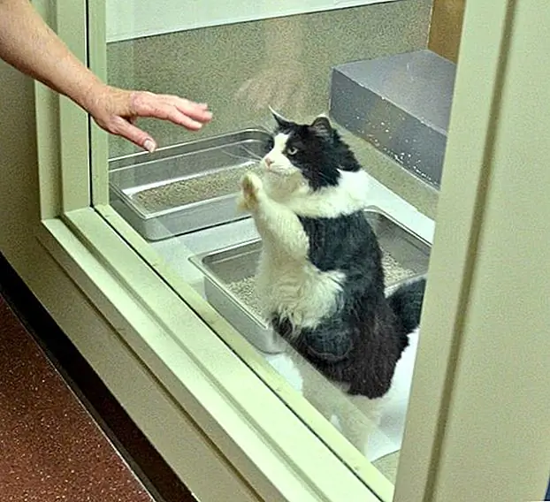 кредит: Tabby's Place