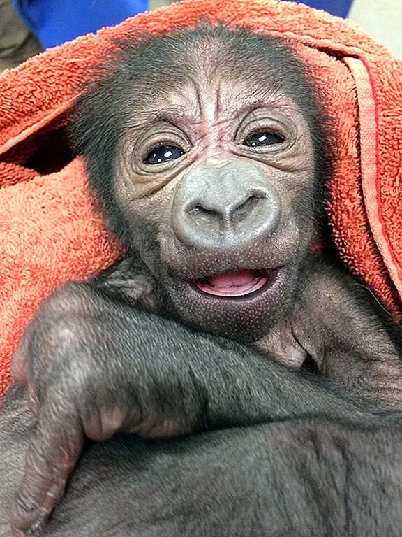 кредит: Филадельфийский зоопарк / Photobucket