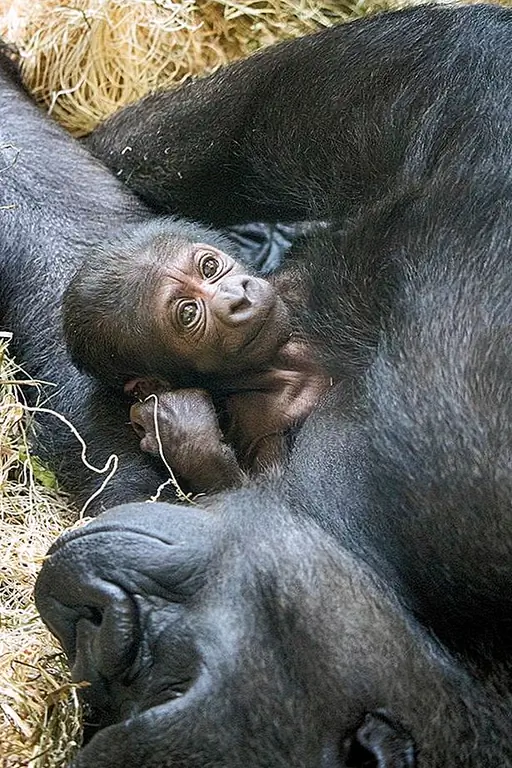 кредит: Филадельфийский зоопарк / Photobucket