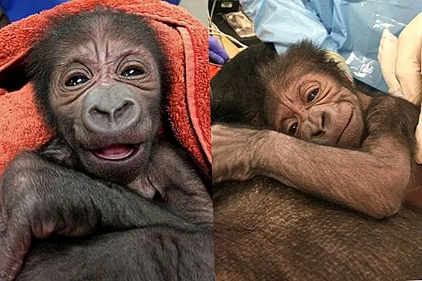 Зоопарк Филадельфии представляет находящихся под угрозой исчезновения детей Гориллы после того, как врачи и ветеринары готовятся к экстренной доставке