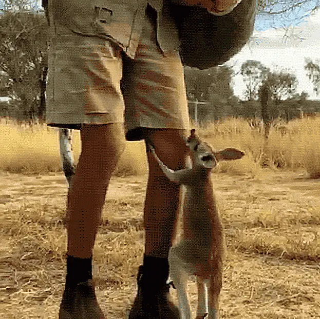 кредит: thekangaroosanctuary / Instagram