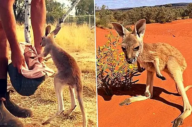 Остановите то, что вы делаете, и наблюдайте за этим осиротевшим прыгуном кенгуру в наволочку