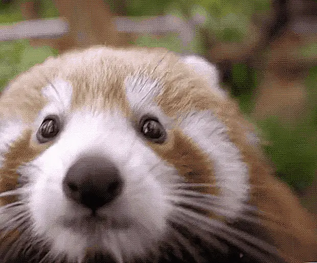 кредит: Symbio Wildlife Park / YouTube кредит: Symbio Wildlife Park / YouTube