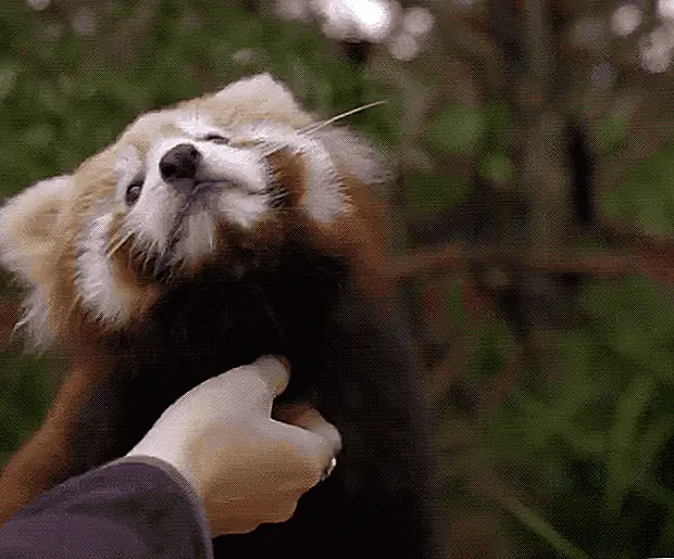 кредит: Symbio Wildlife Park / YouTube кредит: Symbio Wildlife Park / YouTube
