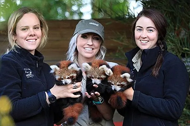 кредит: Symbio Wildlife Park / Facebook кредит: Symbio Wildlife Park / Facebook