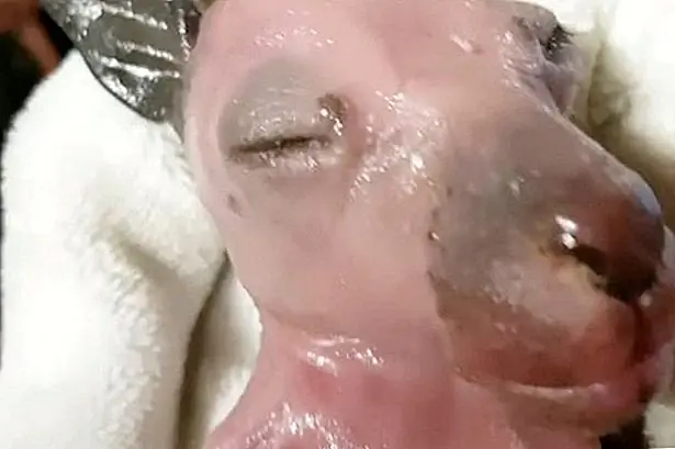 Смотреть как спасенный ребенок Кенгуру открывает глаза впервые