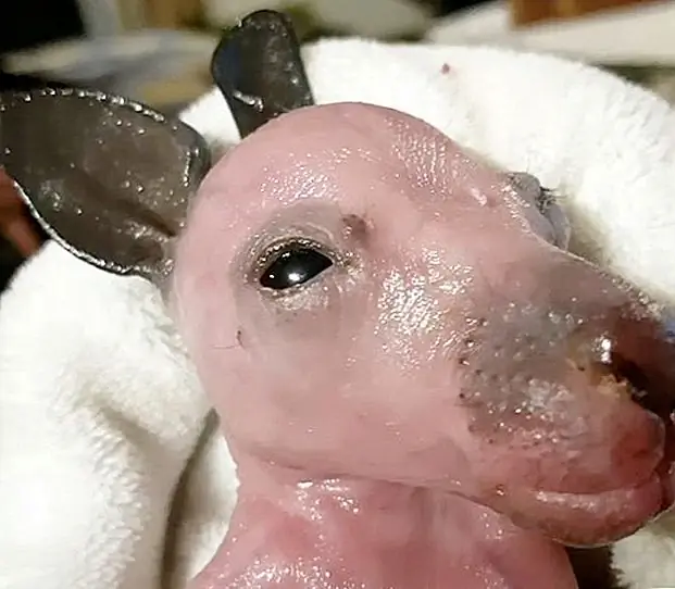 кредит: наш приют живой природы / Facebook