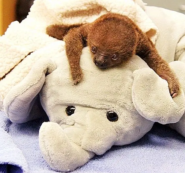 кредит: Мемфисский зоопарк