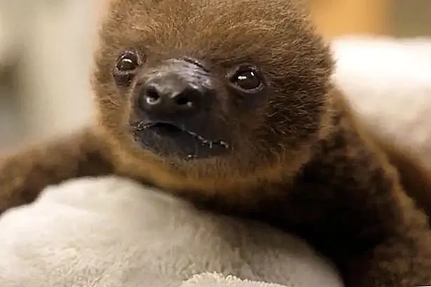 Наблюдая за этим новорожденным леночным леночным зевом и обнимать больше, чем вы можете обращаться