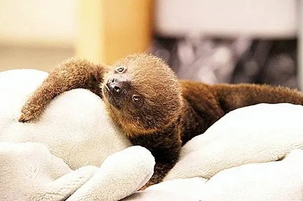 кредит: Мемфисский зоопарк