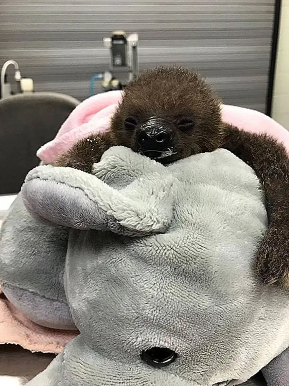 кредит: Мемфисский зоопарк