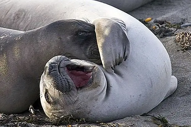 Являются ли животные щекотливыми?