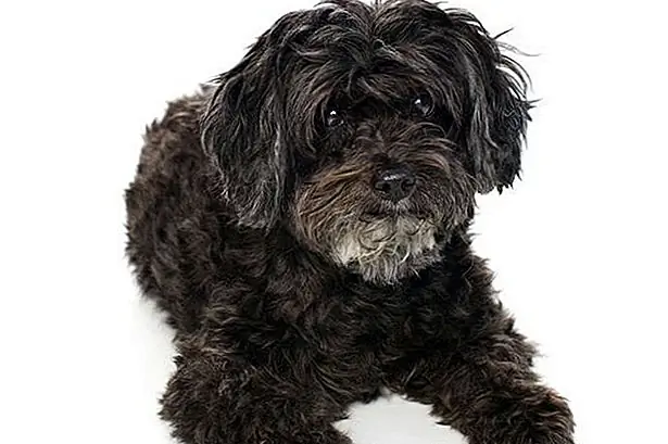 Характеристики Schnoodles