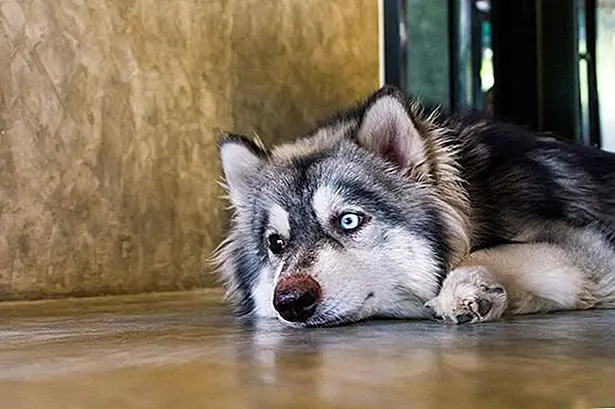 Собаки, которые являются тяжелыми ящиками