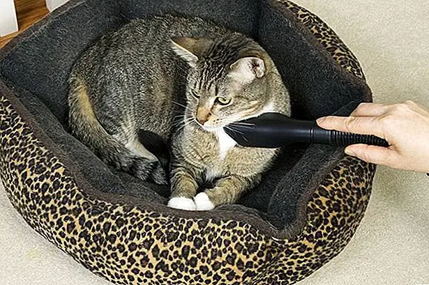 Помощь для домашних животных, которые везде