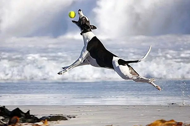 Самые высокие прыгающие собаки