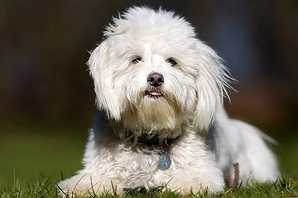 История Котона де Тулеар